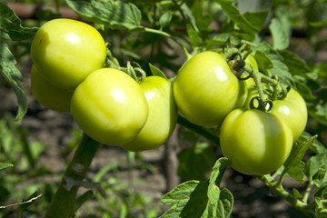 green tomatoes