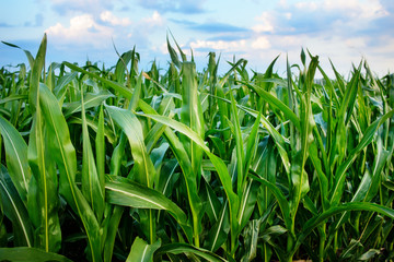 Fototapeta premium corn field close-up at the sunset