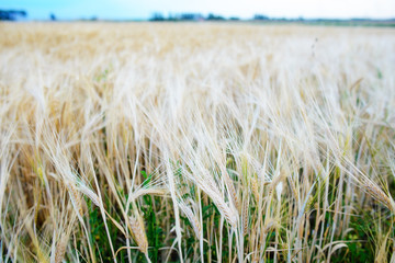 Gold wheat field and blue sky