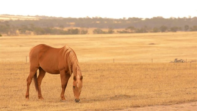 A horse grazing in yellow pasture, dry in the Australian summer, in the early morning light.