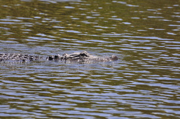alligator swimming 