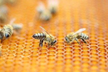 Bees workers on honeycomb