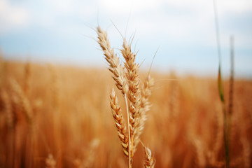Fototapeta premium Wheat Field