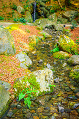 Autumn forest with river