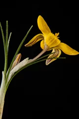 Foto auf Acrylglas yellow flowers © Valerii Zan