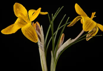 Gardinen gelbe Blumen © Valerii Zan
