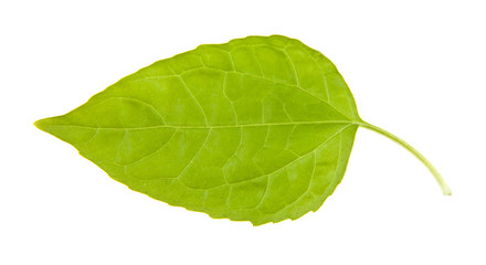Obraz premium green leaves