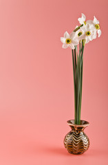 spring flowers daffodils