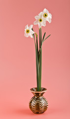 spring flowers daffodils