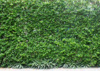 green leaves plant vertical on wall