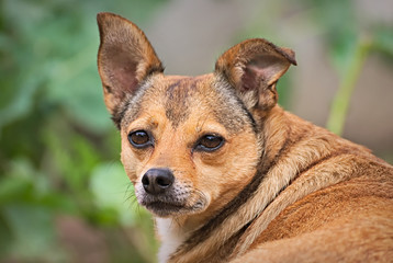 Portrait of a small dog