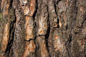 The pine bark, texture