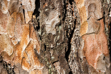 The pine bark, texture