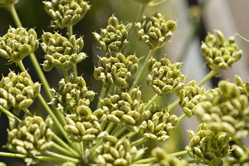 Dettaglio di pianta.