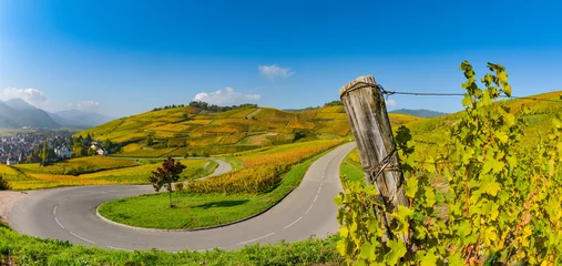 Wandcirkels tuinposter Wine Road, Vineyards of Alsace in France © FreeProd