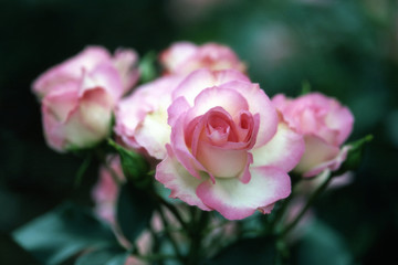 ピンクの縁取りがある薔薇