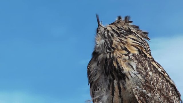 Owl Bubo Bengalensis on a windy and sunny day with light clouds in the mongolian steppe is turning the head.