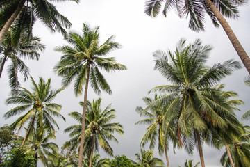 Fototapeta na wymiar Coconut palms
