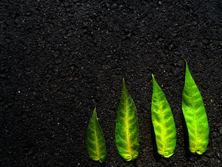 Four green leaves isolated on black asphalt, bright color photography, fall season