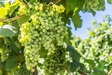Wine grapes on the vine.