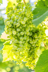 Wine grapes on the vine.