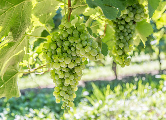 Wine grapes on the vine.