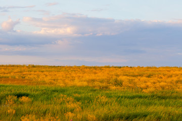 yellow flowers at sunset