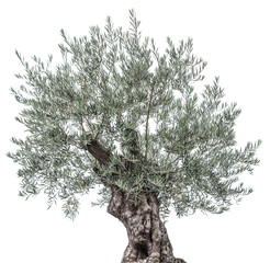 Olive tree. Isolated object.