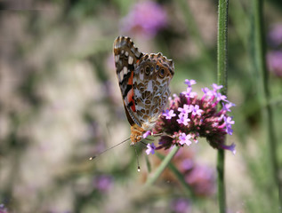 papillon qui butine