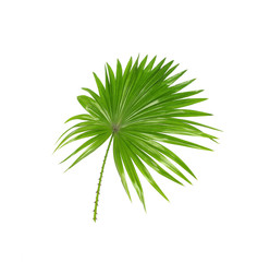 Green leaves of palm tree isolated on white background