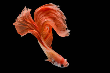 Rhythmic of Betta fish, siamese fighting fish,isolated on black