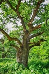 Chêne de 500 ans en forêt de Sénart