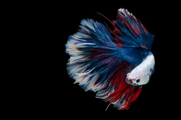 Rhythmic of Betta fish, siamese fighting fish,isolated on black