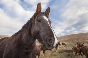 Fototapeta na wymiar Close up portrait of horse head profile . Blue sky background with clouds