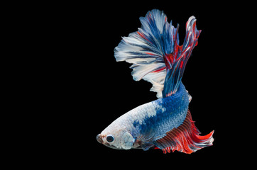 Fototapeta premium Rhythmic of Betta fish, siamese fighting fish,isolated on black