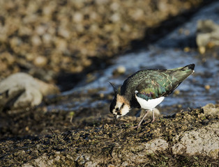 Lapwing
