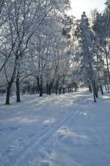 snowy, frosty landscape