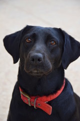 Black labrador dog with red collar