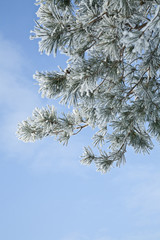 snowy, frosty landscape, hoarfrost on trees
