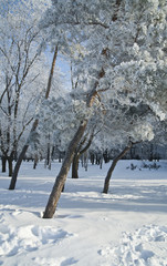 snowy, frosty landscape, hoarfrost on trees