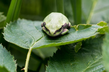 Gray Treefrog Resting on a Leaf