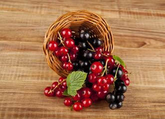 berries currants