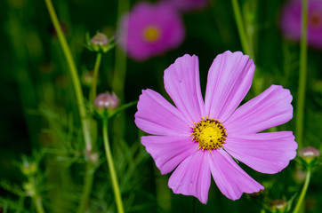 Fototapeta premium .Cosmos flowers blooming beautifully mild morning sun.
