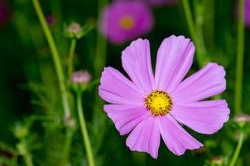Obraz premium .Cosmos flowers blooming beautifully mild morning sun.