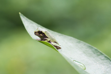 Gray Treefrog Resting on a Leaf