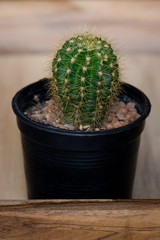 The cactus in pot on wooden box