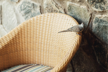 beautiful and gray little bird sitting on a wicker chair