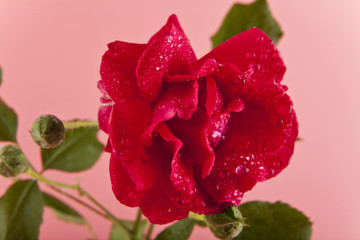 rose flower