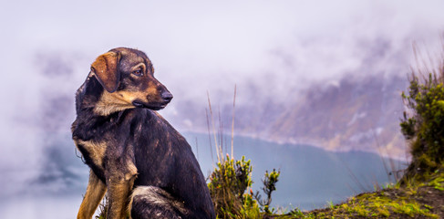 Dog at Quilotoa crater lake Ecuador