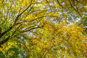 Beautiful Colorful Autumn Leaves